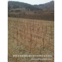 嫁接好的梨树苗便宜销售了，全是嫁接好的黄金梨、水晶梨