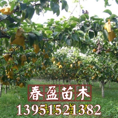 秒杀价嫁接果树苗 梨树苗新品种黄金梨 肉脆多汁 酸甜可口