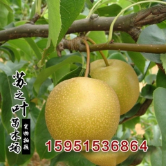 批发果树苗 黄金梨 嫁接黄梨树苗水晶梨树苗庭院地栽苗2公分粗