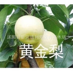 出售果树苗 黄金梨 果实大又甜