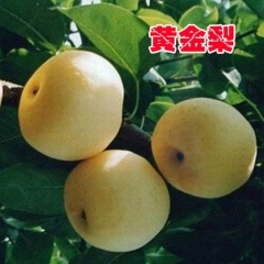 批发果树苗木/果苗 梨子树苗 黄金梨苗 优质嫁接黄金梨