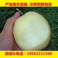 黄金梨 水果批发网 果农产地直销 1.5元起