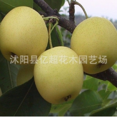批发 黄金梨  厂家直销水晶梨苗 优质嫁接水晶梨树苗 梨树苗