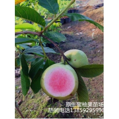 水果苗庭院植物南方种果树苗批发番石榴 台湾珍珠红心芭乐