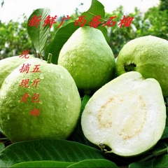 农家果园新鲜现摘现发芭乐 番石榴 5斤装孕妇番石榴一件代发 ...