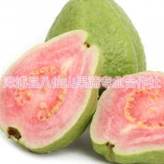 一件代发 团购台湾特产新鲜水果 红心芭乐 番石榴5公斤装全国...