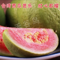 红心芭乐 红肉番石榴 台湾西瓜芭乐果 4斤装 包邮一件代发