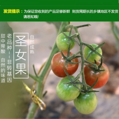 一件代发山东特产洋柿子圣女果 专业微商小番茄小时候纯真味