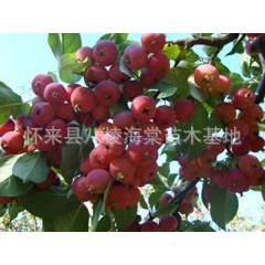 八棱海棠果