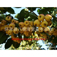 供应八棱海棠白海棠果