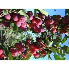 供应白海棠 红海棠果