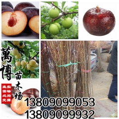 批发：果树苗 嫁接李子树苗 黑布林 红布林当年结果2公分粗包...