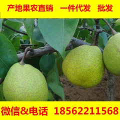 莱阳梨 水果一件代发  自家梨园 招代理一箱全国包邮
