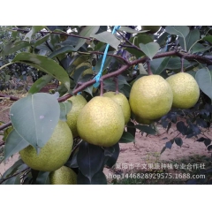 莱阳梨  地产价格  常年供应