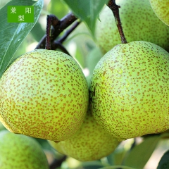 莱阳特产批发正宗莱阳梨 产地直供 速冻新鲜水果蔬菜