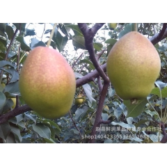 红香酥梨  新疆香梨 产地发货 价格合理气调库储存 红香酥供...