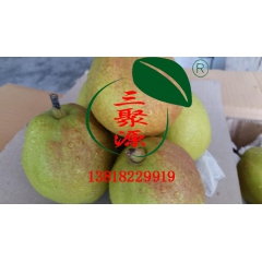 水果基地三源果品出售库尔勒香梨