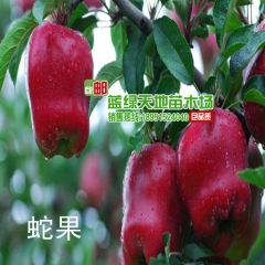 嫁接苹果树苗 矮化苹果苗 紫果 蛇果 红富士 品质优良 批发...