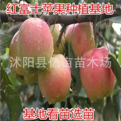 可嫁接蛇果 香甜可口 苹果树 优质蛇果树苗批发 当年结果 易...