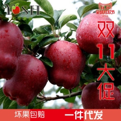 正宗洛川蛇果  延圣果业专业合作社直销    坏果包赔