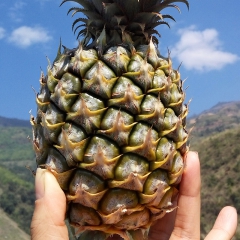 越南进口菠萝 5斤3个泰国小菠萝河口小菠萝一件代发免费招代理