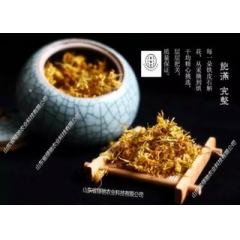 济南铁皮石斛与野生石斛并肩齐驱