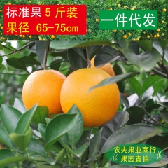 预售赣南脐橙 新鲜水果 橙子天然绿色美容食品 5斤包邮 65...