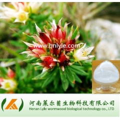 河南厂家直销 红景天提取物 红景天苷1% 抗辐射 延缓衰老