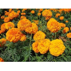 万寿菊提取物 叶黄素10% 天然护眼抗氧化原料 改善视力