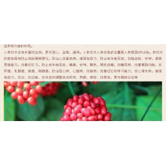 人参花提取物 消除疲劳，改善失眠