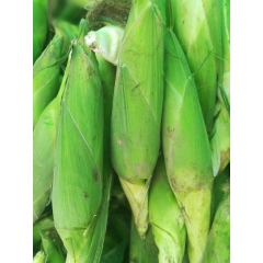 大量批发水果玉米糯玉米