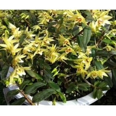济南铁皮石斛花 &#45;&#45;-父亲之...