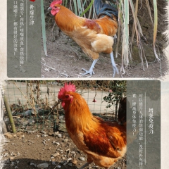 百草药膳鸡肉质鲜美、营养丰富、低胆固醇、