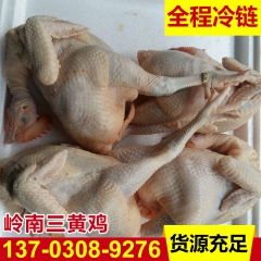 岭南三黄鸡 散养90天肉鸡适宜制作白切鸡 速冻冷冻鸡肉批发