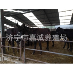 管理养殖德州驴肉驴苗的技术 山东济宁标准化肉驴 驴苗