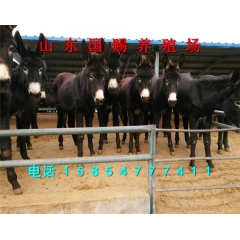 哪里有肉驴养殖场 成年宰杀德州驴能出多少斤驴肉 乌头驴养殖