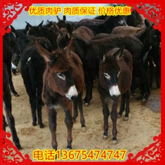 德州驴肉驴养殖基地出售德州驴三粉驴架子驴等厂家直销 质量保证