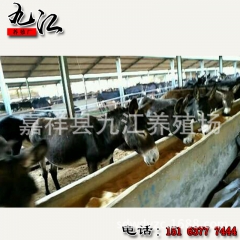 山东九江肉驴养殖场 出售 肉驴 改良肉驴 人间美味驴肉