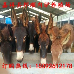 【乌头驴价格】乌头驴驴肉价格/哪里能买到乌头驴？