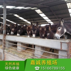 体种驴关中驴苗 成年宰杀德州驴能出多少斤驴肉