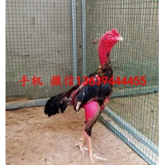 越南斗鸡养殖场 出售打比赛斗鸡 中原斗鸡价格 ��国斗鸡的价...