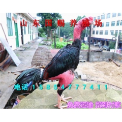 斗鸡一只多少钱 哪里有斗鸡养殖场 肉食斗鸡价格