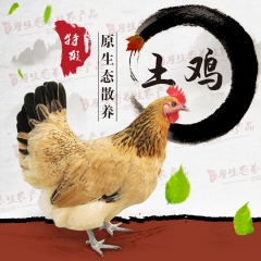 原生态农家散养土鸡林地散养草鸡大公鸡老母鸡现买现杀量大从优