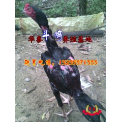 越南斗鸡价格,保健康纯种,合同三包,免费送货越南斗鸡养殖基地