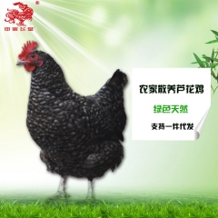 【申崇飞皇】正宗农家散养土鸡芦花鸡绿色天然批发零售