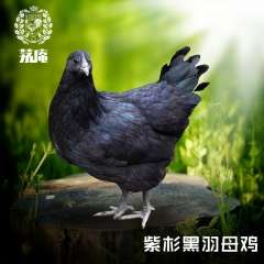 重庆土鸡 茅庵紫杉鸡 活鸡3.5-4斤活鸡现杀 真空包装