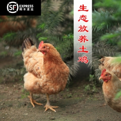 农家散养土鸡柴鸡下单现收现杀孕婴幼补品活鸡草鸡老母鸡公鸡