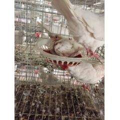 河南鸽子场：鸽子技术 鸽子回收 鸽子买卖
