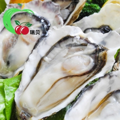 正宗威海乳山 鲜活生蚝牡蛎 海鲜新鲜贝类带壳海蛎子肉10斤包...