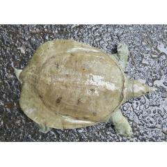 中华老字号 东阿阿胶桃花姬阿胶糕300g